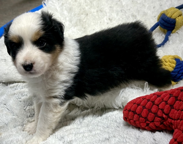 5 weeks old