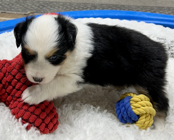 5 weeks old