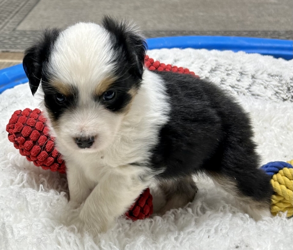5 weeks old