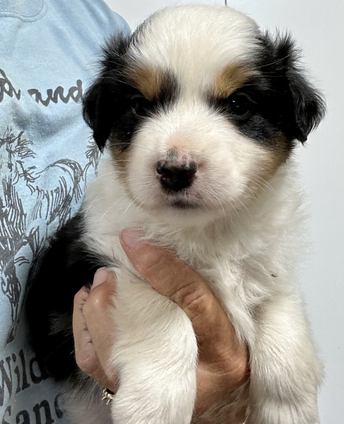 5 weeks old