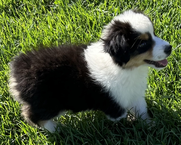 9 weeks old