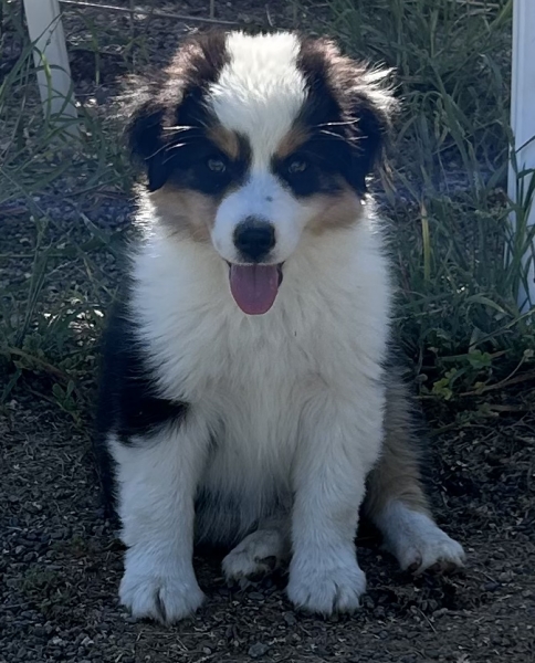 9 weeks old