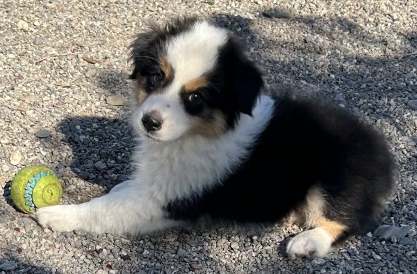 9 weeks old
