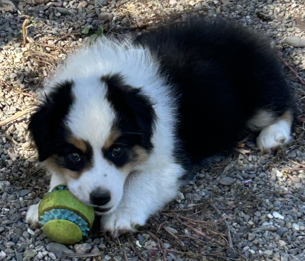 9 weeks old
