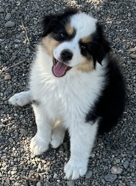 9 weeks old