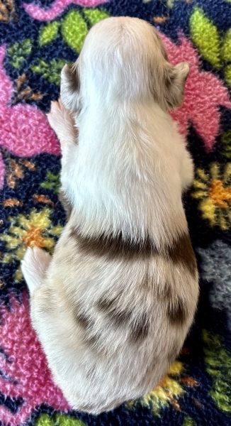 3 weeks old