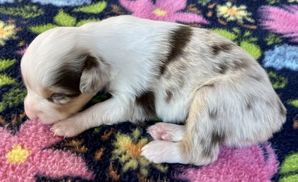 3 weeks old