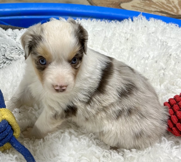 5 weeks old