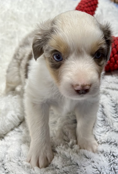 5 weeks old