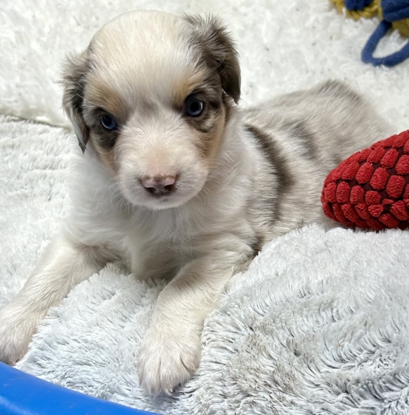 5 weeks old