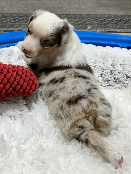 5 weeks old