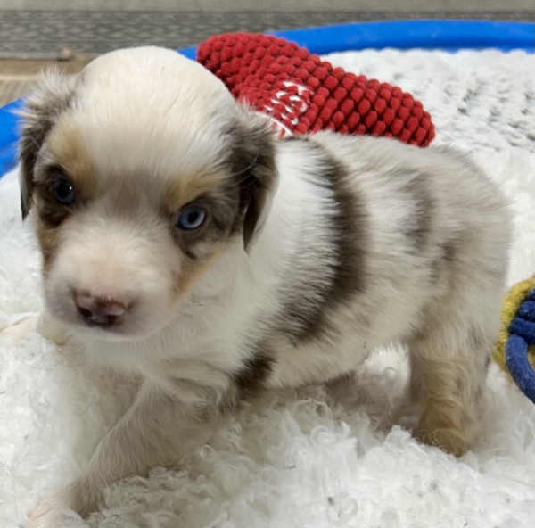 5 weeks old