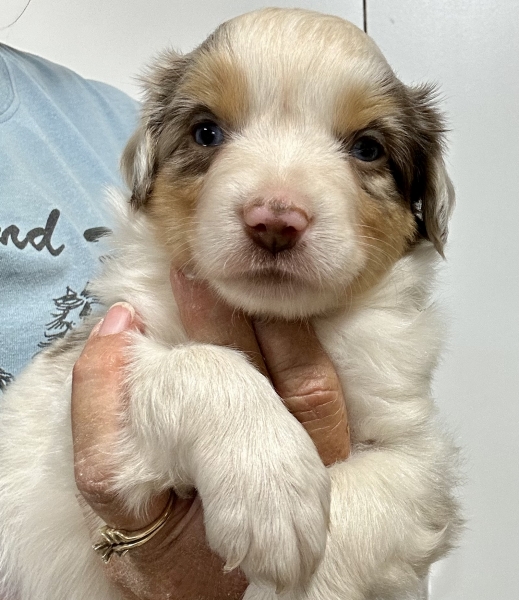 5 weeks old