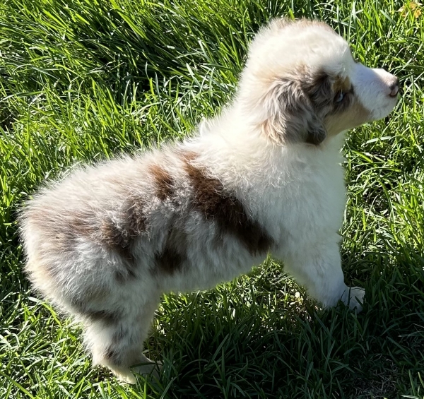 9 weeks old
