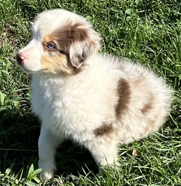 9 weeks old