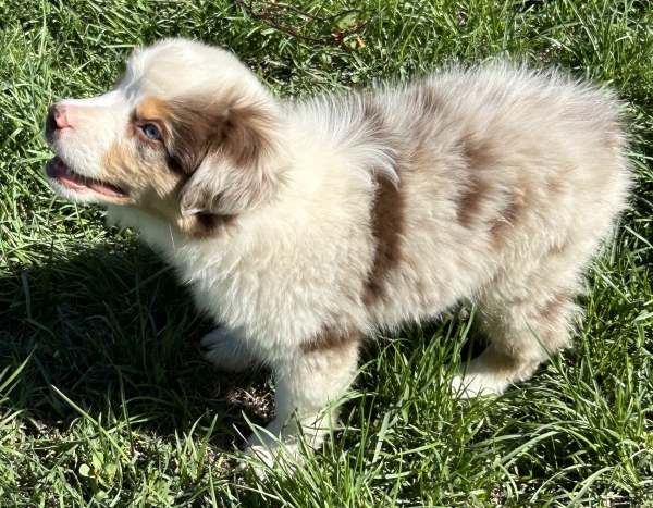 9 weeks old
