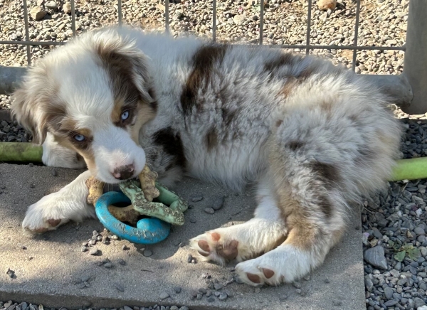9 weeks old