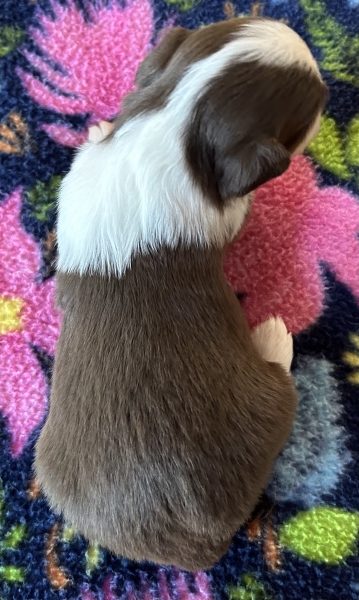 3 weeks old