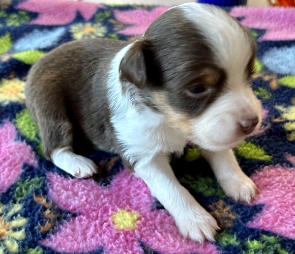 3 weeks old