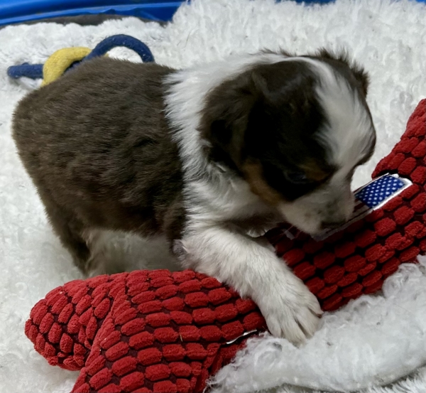 5 weeks old
