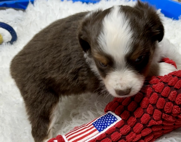5 weeks old