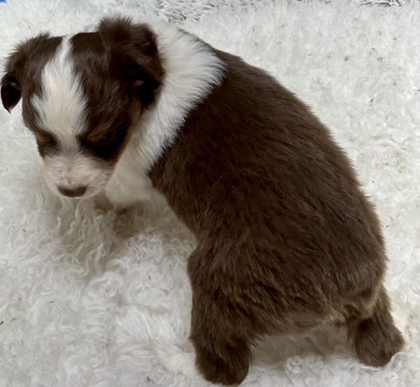 5 weeks old
