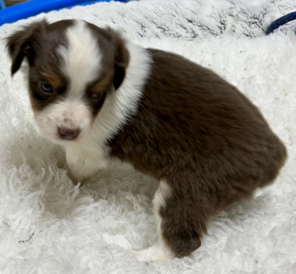 5 weeks old