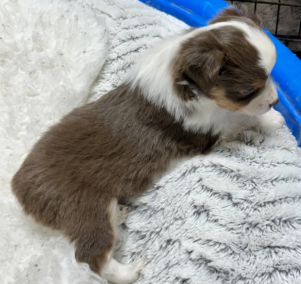 5 weeks old