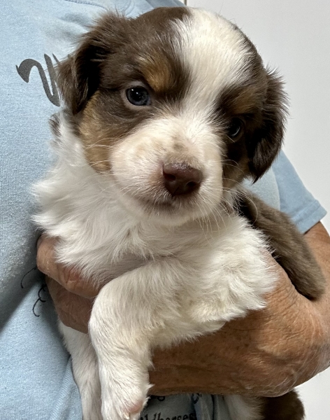 5 weeks old