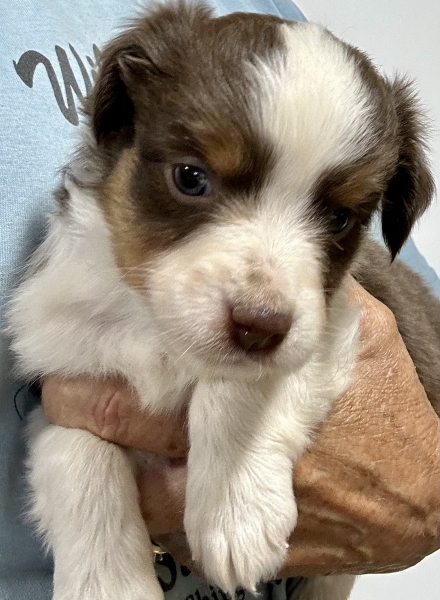 5 weeks old