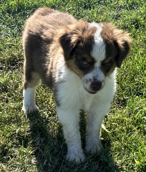 9 weeks old