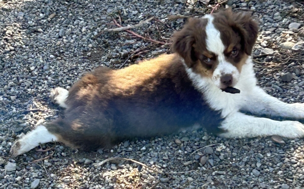 9 weeks old