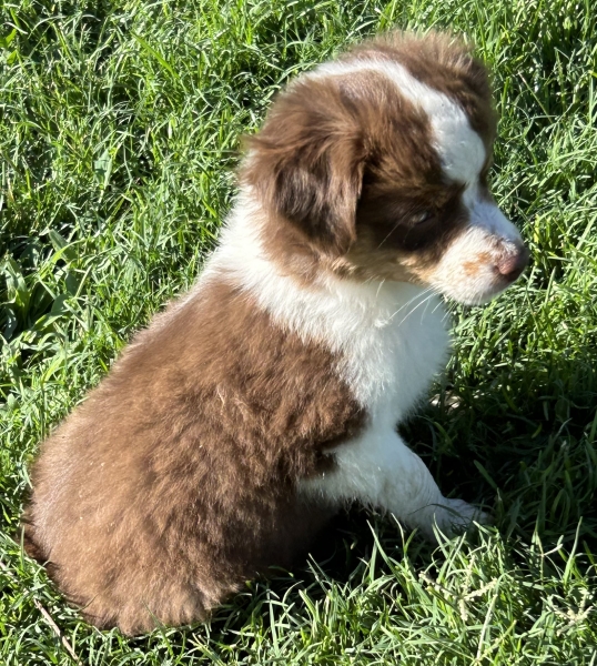 9 weeks old