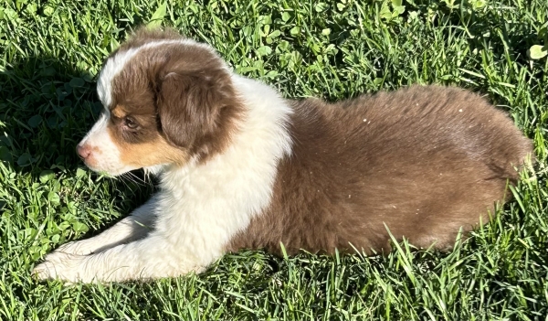 9 weeks old