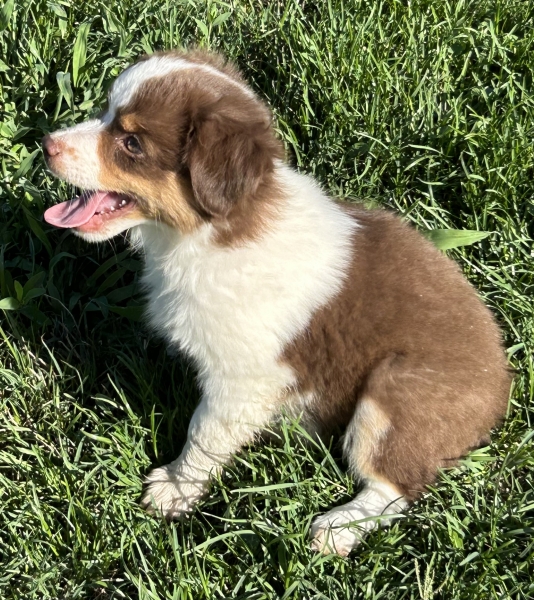 9 weeks old