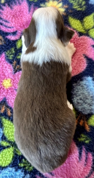 3 weeks old