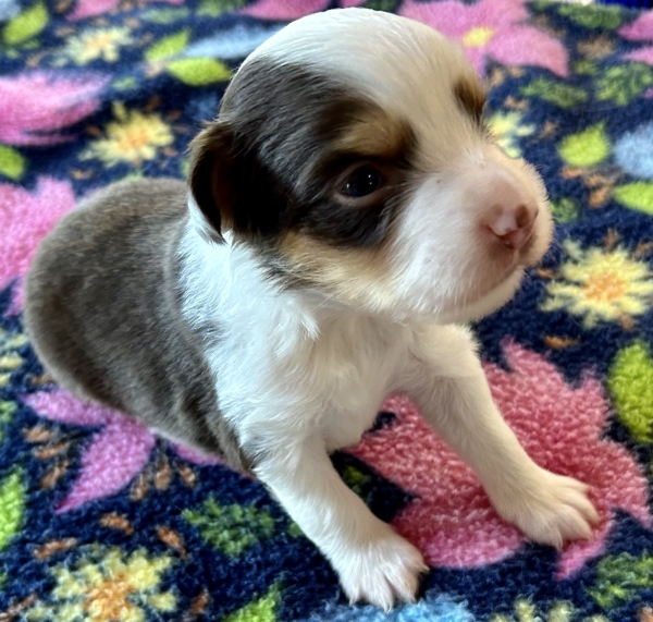 3 weeks old