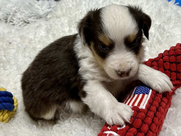 5 weeks old