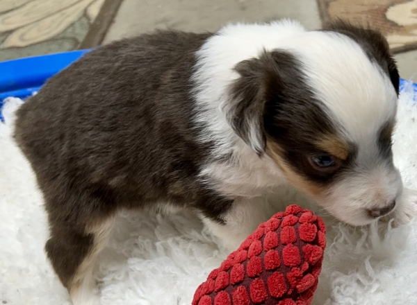5 weeks old