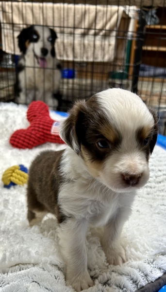 5 weeks old