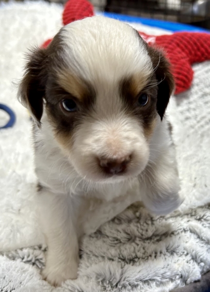 5 weeks old