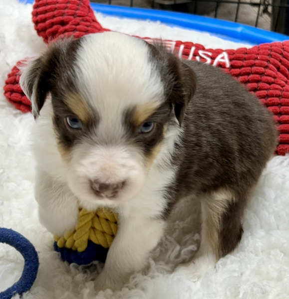 5 weeks old