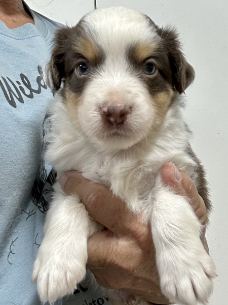 5 weeks old
