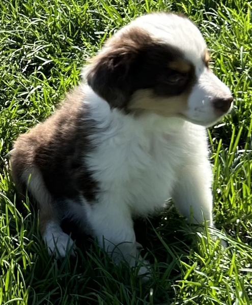 9 weeks old