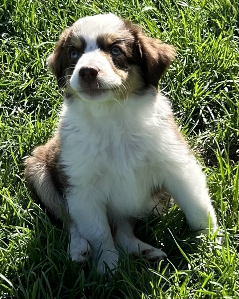 9 weeks old