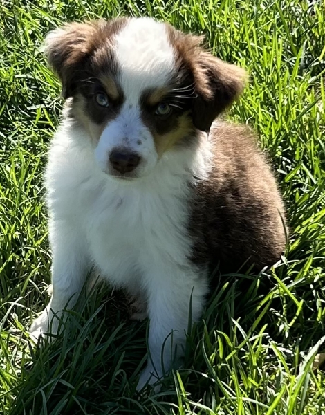 9 weeks old