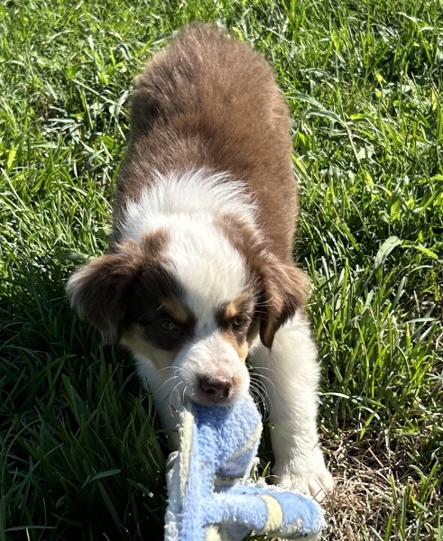 9 weeks old