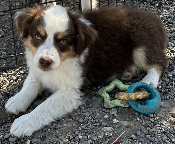9 weeks old