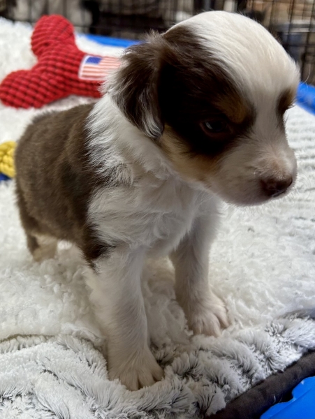 5 weeks old