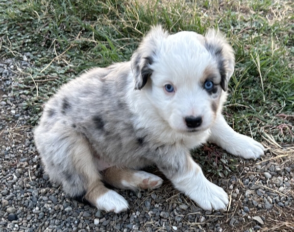 5 weeks old